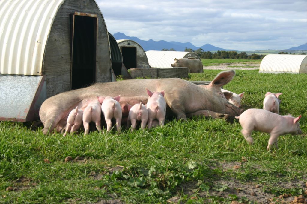 free-range-pig-farms-westpork-quality-west-australian-pork