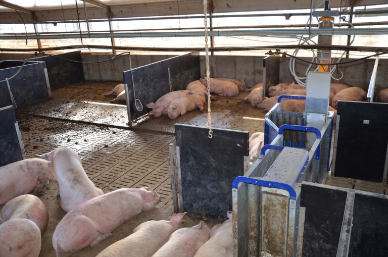 Conventional Pig Farms | Westpork | Quality West Australian Pork