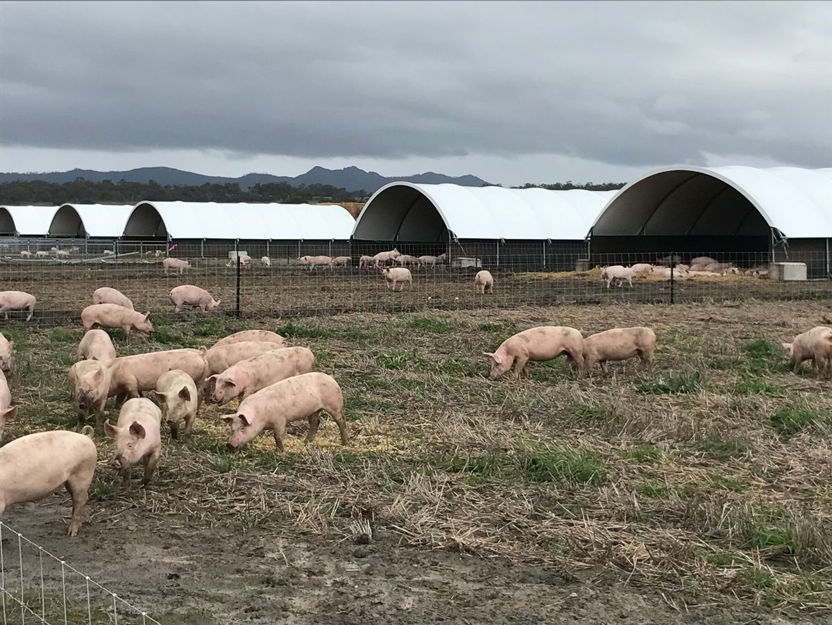 free-range-pig-farms-westpork-quality-west-australian-pork